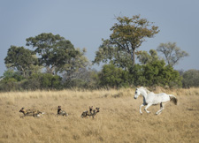 Botswana-Okavango Delta-Okavango Big Five Safari